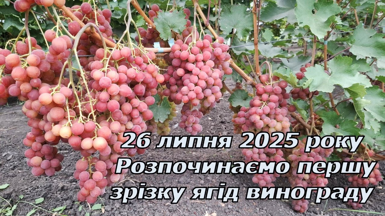 Перша зрізка ягід винограду 2025