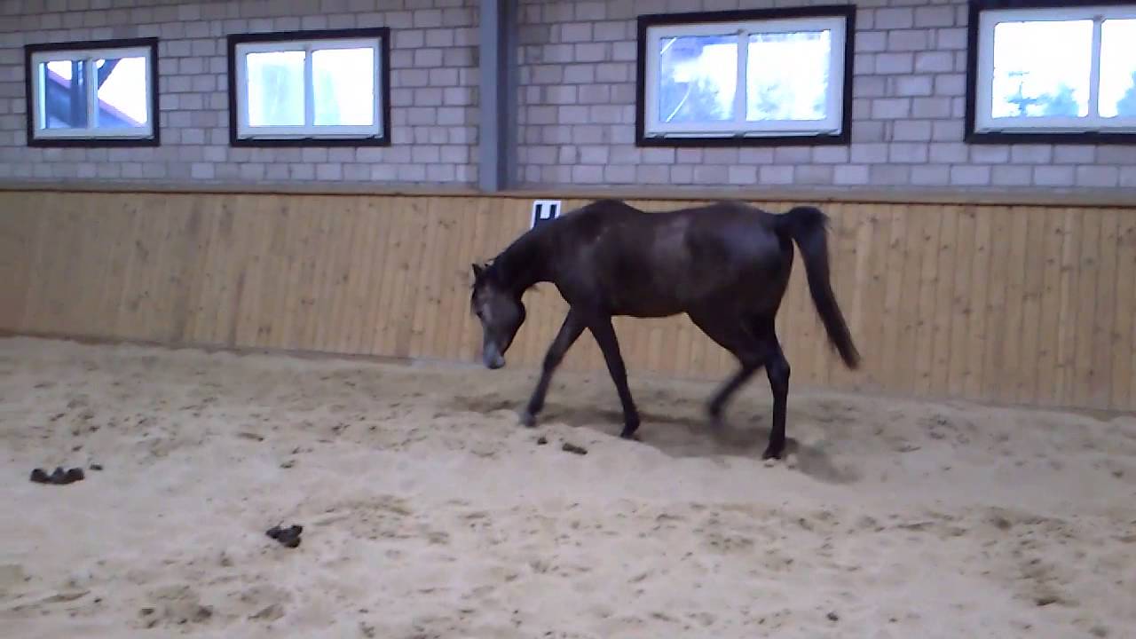 Gioia - arabian horse
