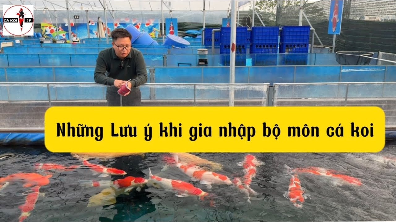 Những lưu ý khi gia nhập bộ môn cá koi