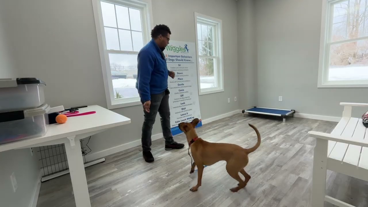 Maverick- Working on sit, look, and recall.