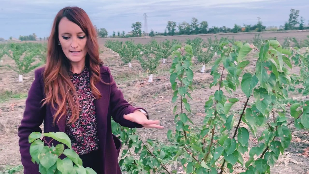 Potatura Albicocco PSB / Apricot pruning PSB