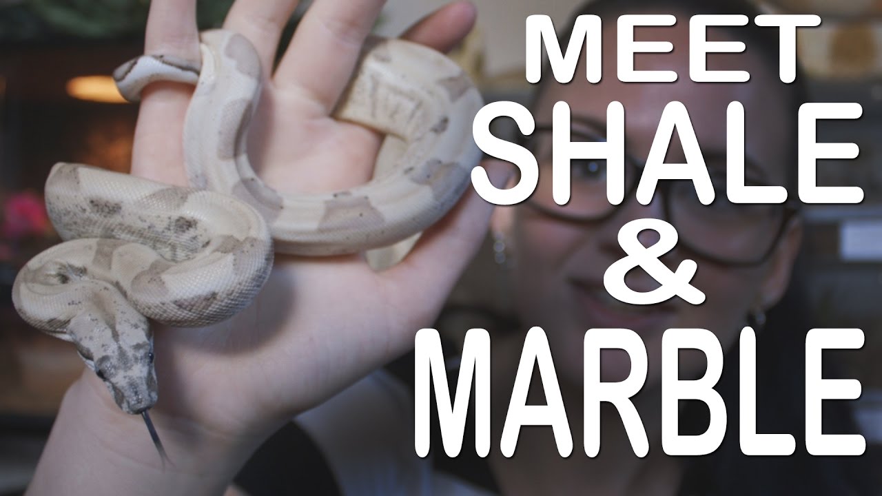 MEET MARBLE & SHALE (My ghost boas)
