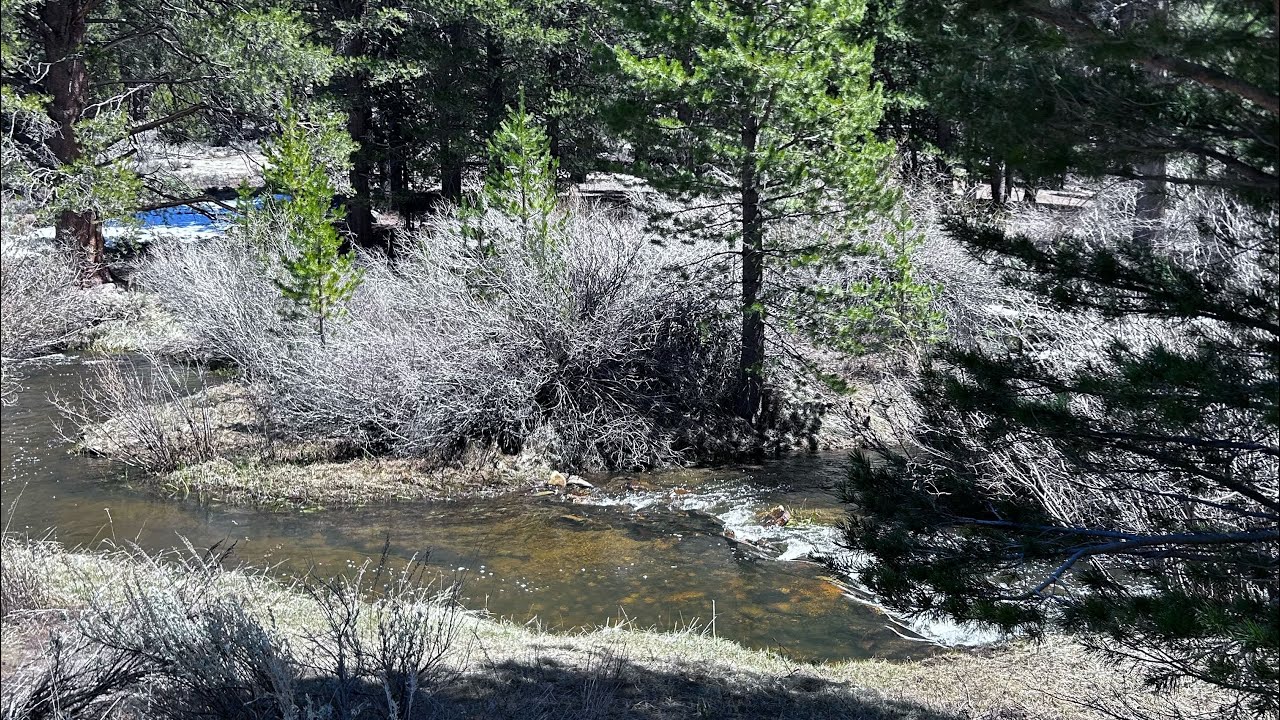 FLY FISHING FOR BIG GOLDEN TROUT (EASTERN SIERRAS)