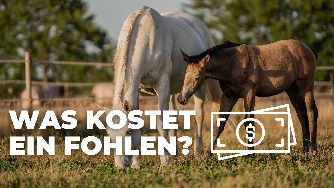 Was kostet ein Fohlen? - Der 