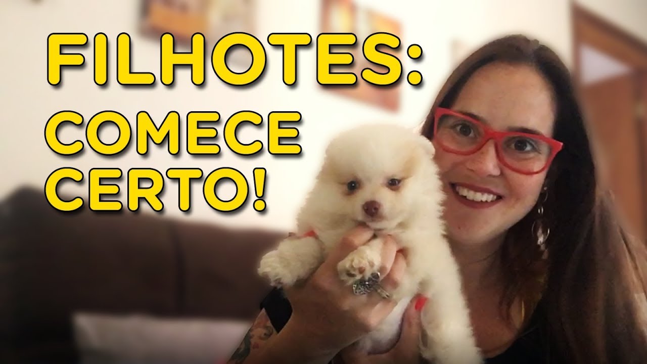 Aprenda DE UMA VEZ a adestrar seu filhote! - Momento Pet - Adestramento