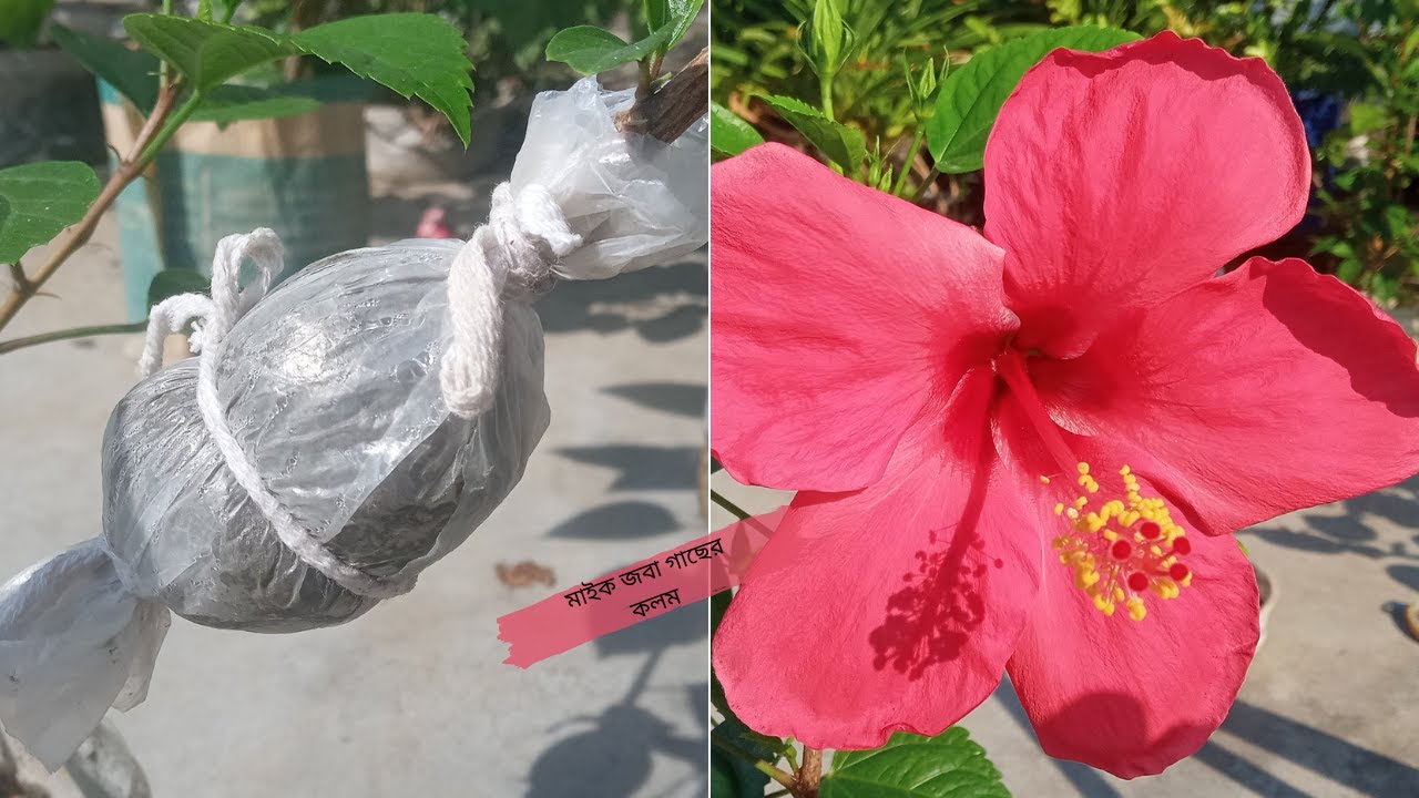 মাইক জবা গাছের কলম করুন খুব সহজে ||Mike Hibiscus flower grafting