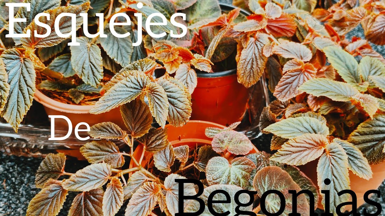 Como reproducir begonias con mi método.✅