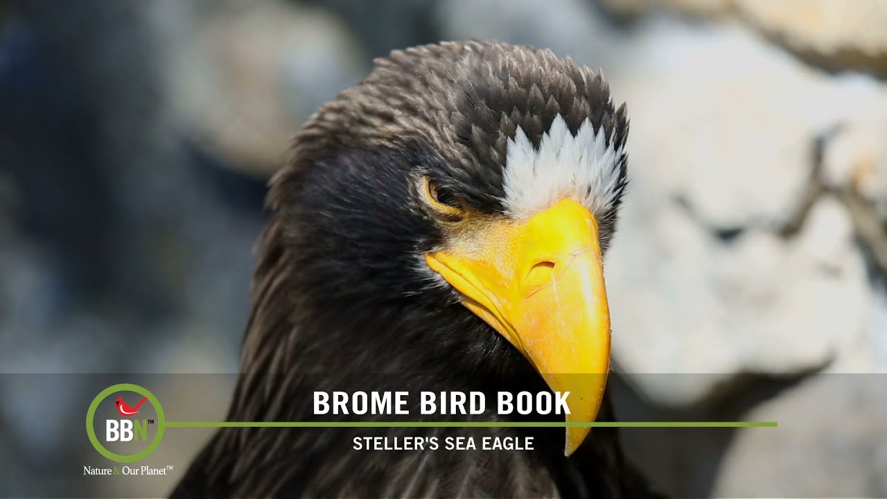 BBN S7:E23 - Roosting Boxes, Birds and Death, Air Purifying Plants, Renaming Birds, Eastern Kingbird