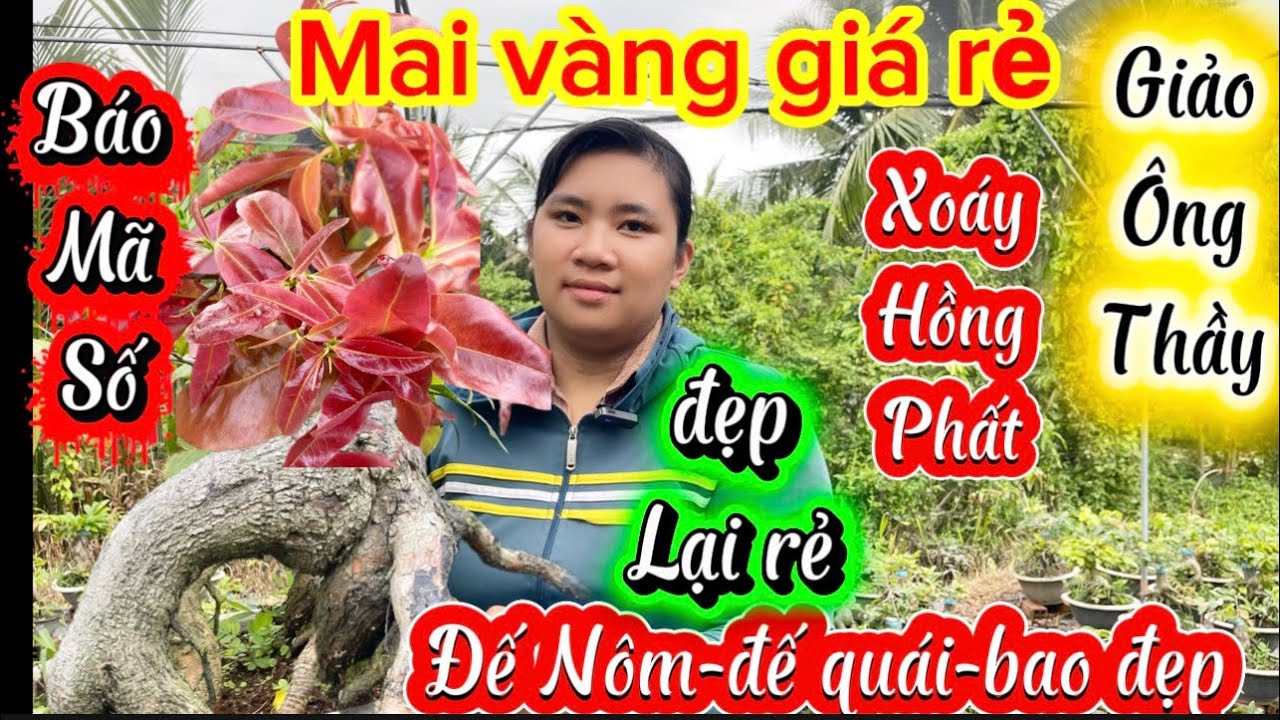14-3-2026☎️0327.805.559👉gặp kiều🌲mai vàng giá rẻ báo mã số đê Nôm bao đẹp giảo ông thầy-gio Tây ninh