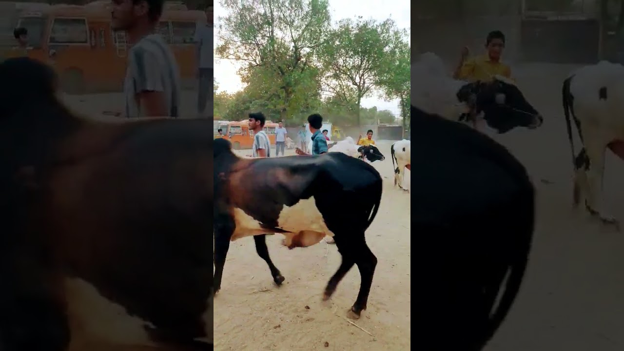 Bakra eid in Karachi 