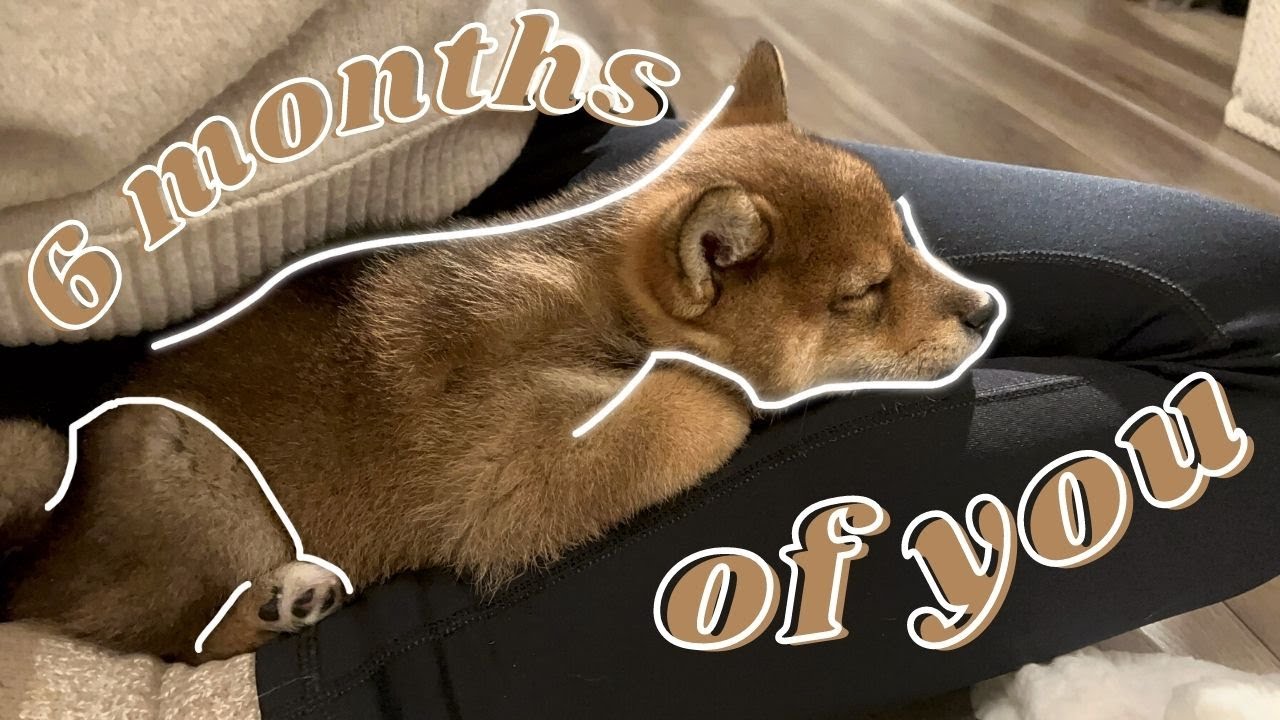 SHIBA INU PUPPY grows up fast | 6 months compilation