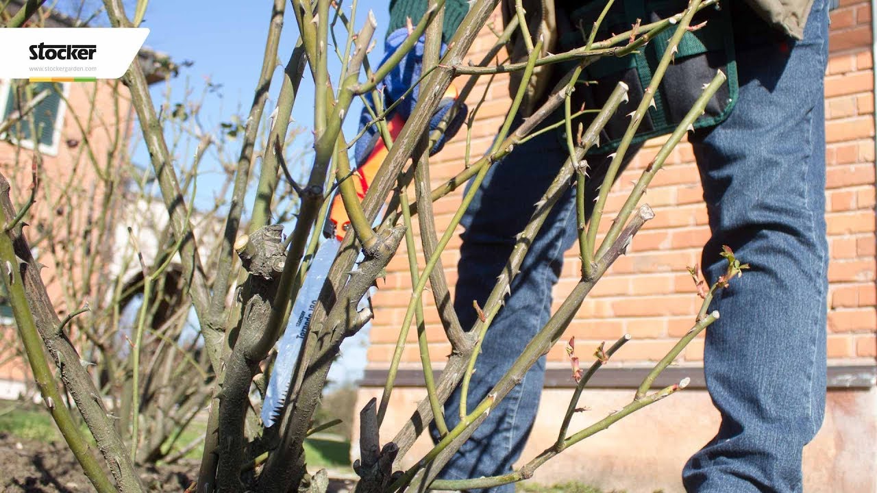 COME POTARE LA ROSA ARBUSTIVA - guida con consigli per la potatura