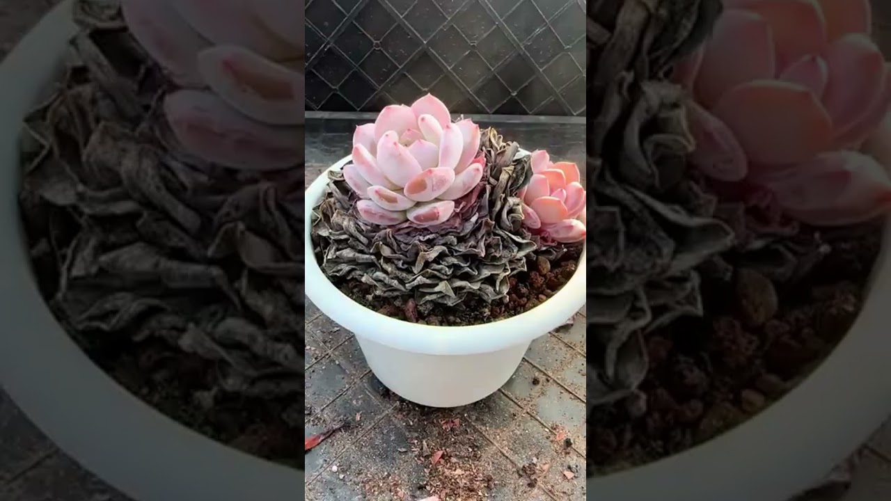Succulent Care Mistakes You Must Avoid 🚫 (Full Beginner Guide)