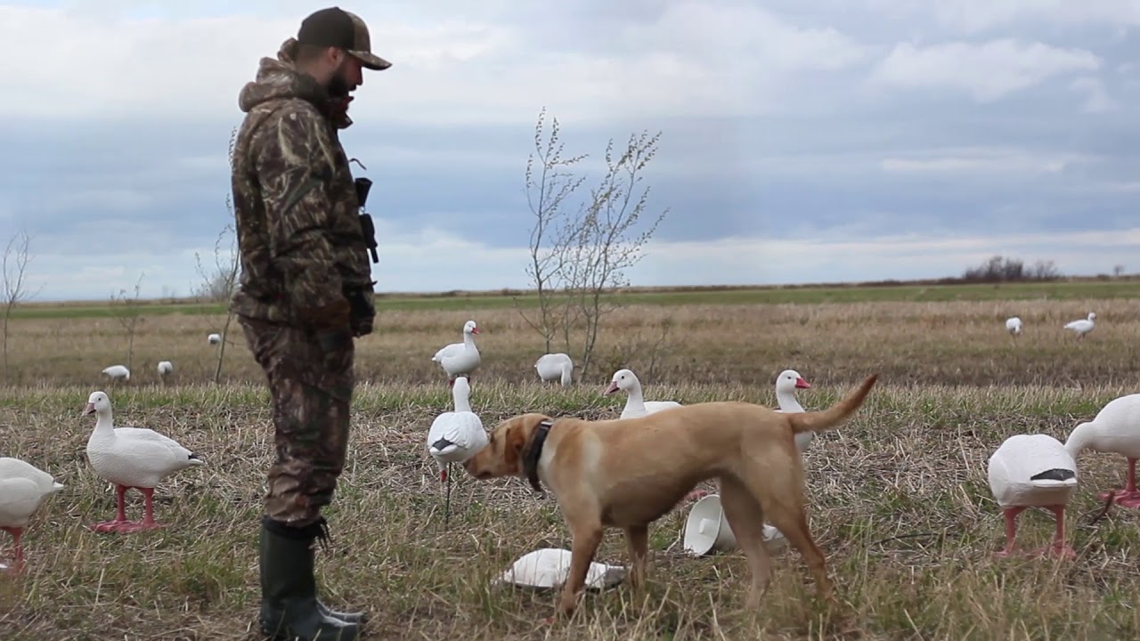 chasse du printemps avec mathieu tremblay