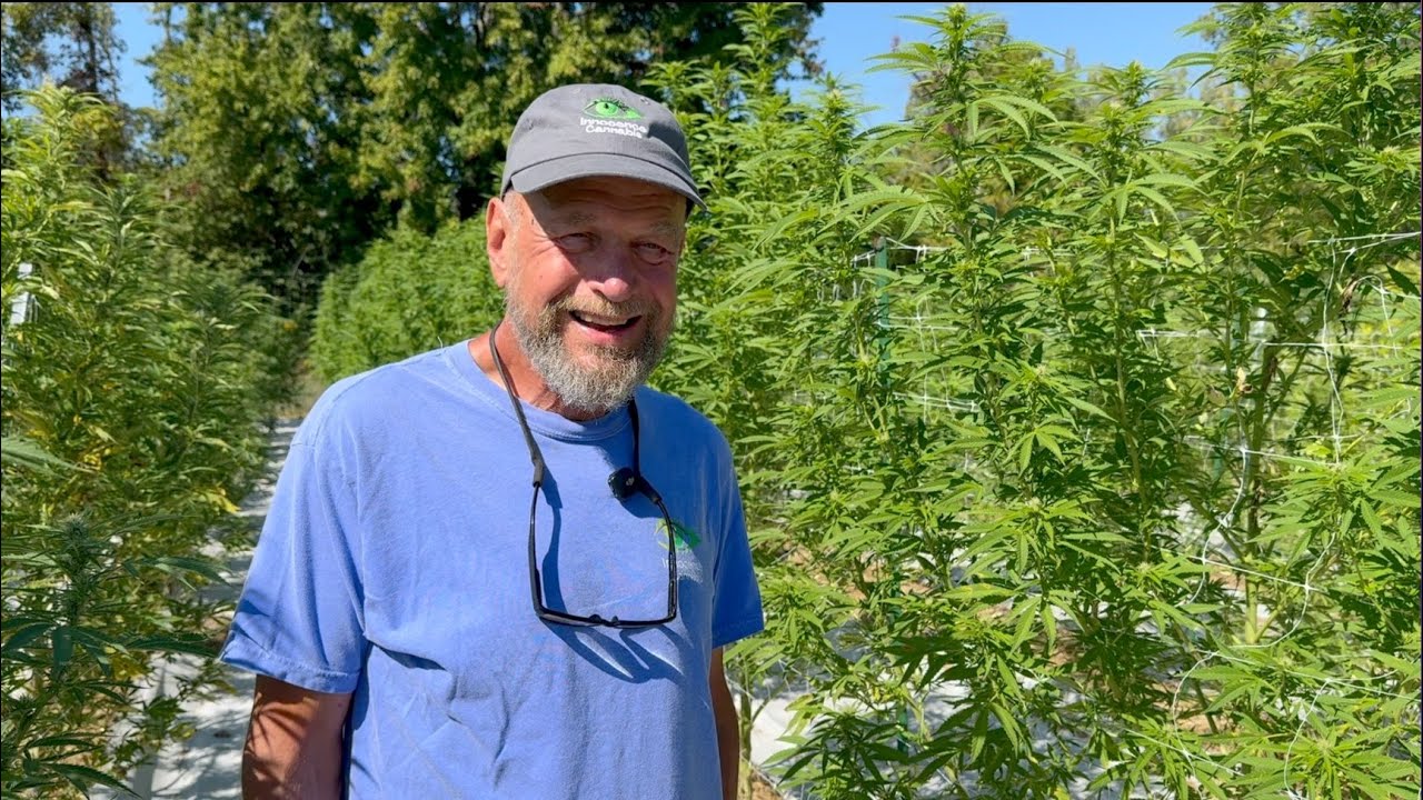 'Seed to sale': Innocence Cannabis providing locally grown cannabis to Western New York