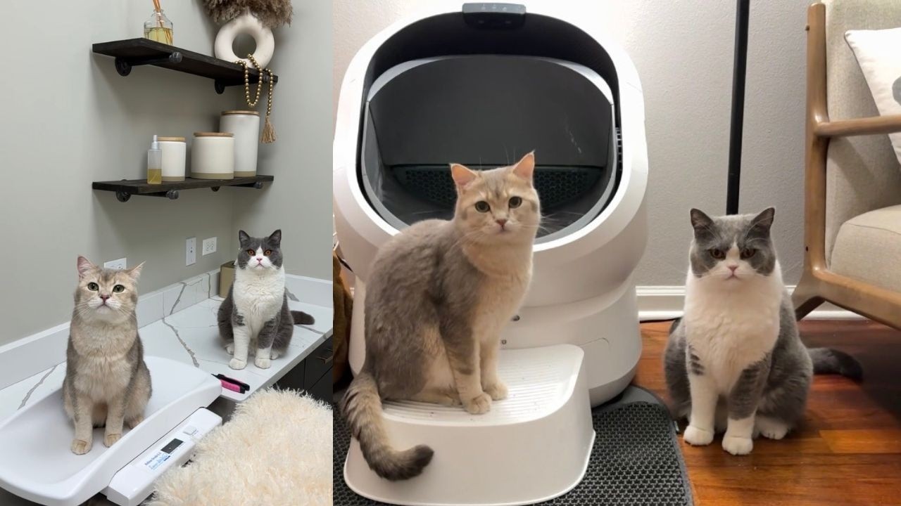 Caring for my Cats with the World’s Smartest Litter Box - Petlibro’s Luma 