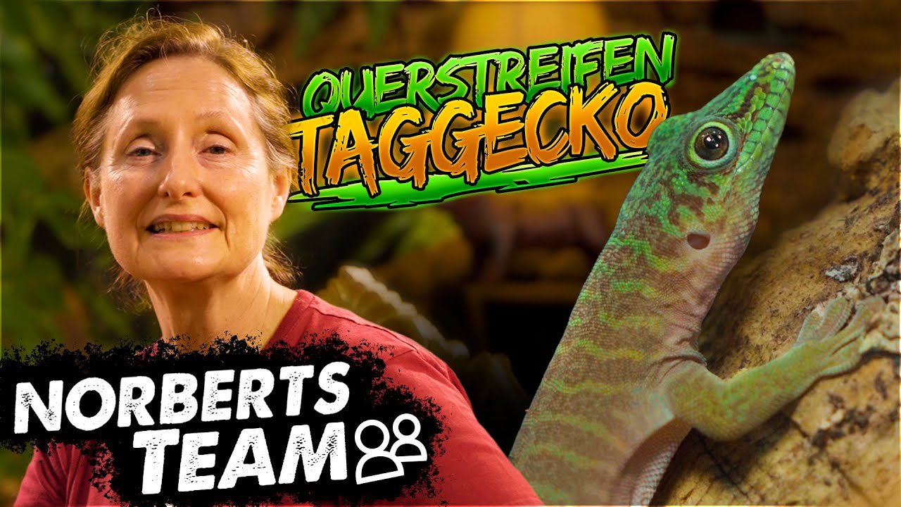TAGGECKO | NORBERTS TEAM | Zoo Zajac