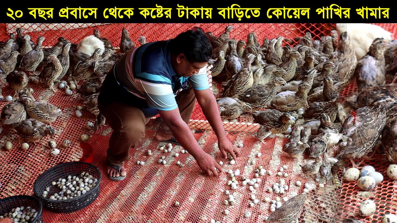 ২০ বছর প্রবাসে থেকে কষ্টের টাকায় বাড়িতে কোয়েল পাখির খামার করে ভাগ্যবদল চাঁদপুরের উদ্যোক্তা দুলাল