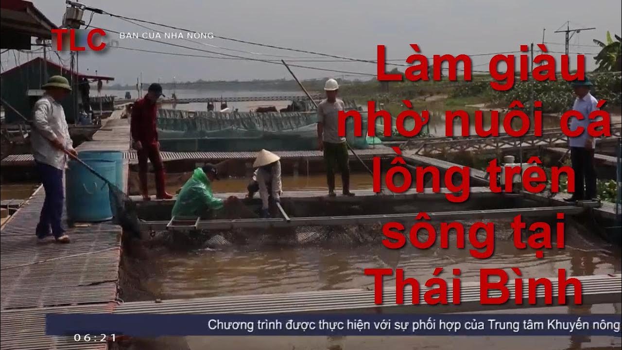 Làm giàu nhờ nuôi cá lồng trên sông tại Thái Bình