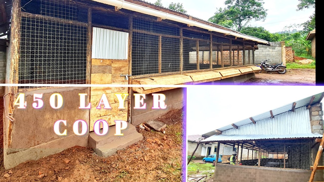 450 layer chicken structure/coop step by step construction using African cheap materials