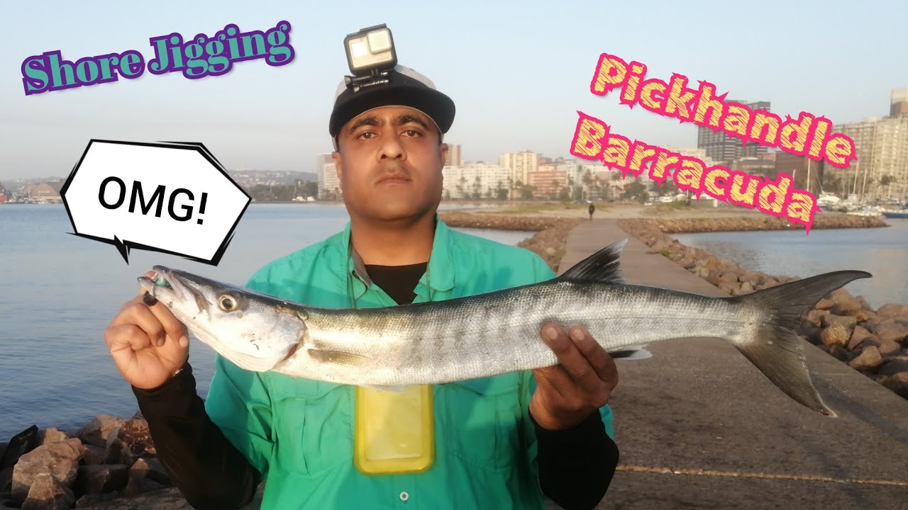 Shore Jigging: High Activity Period [PB Pickhandle Barracuda Caught!!!]