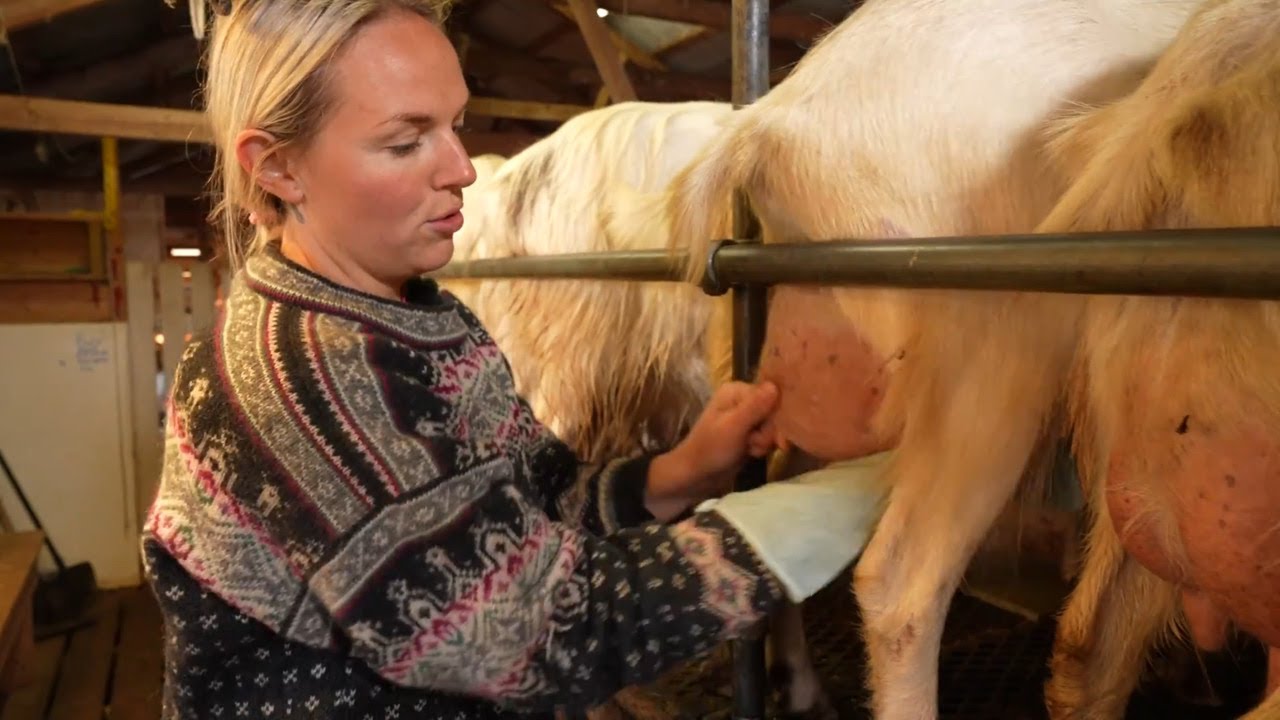 Mjølking av geiter