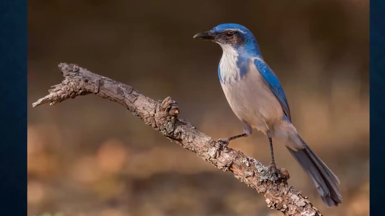 Bird Photography at Whelan Lake by Jim Babbitt