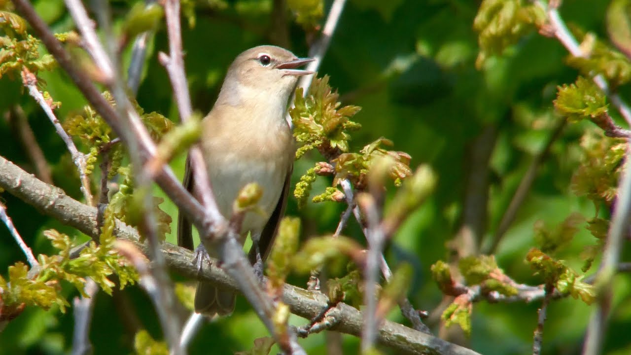 This garden warbler song (Silvia borin) sounds great!