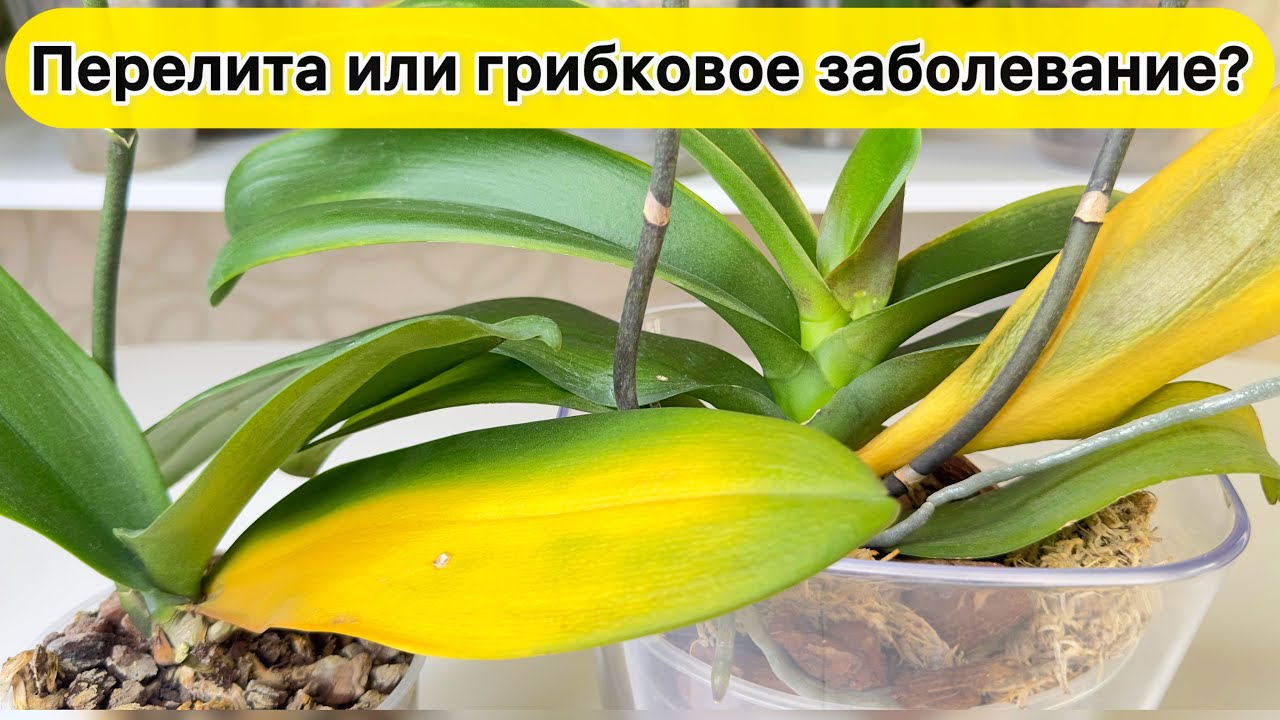 Что случилось у орхидеи ГРИБКОВОЕ заболевание или ПЕРЕЛИТА орхидея