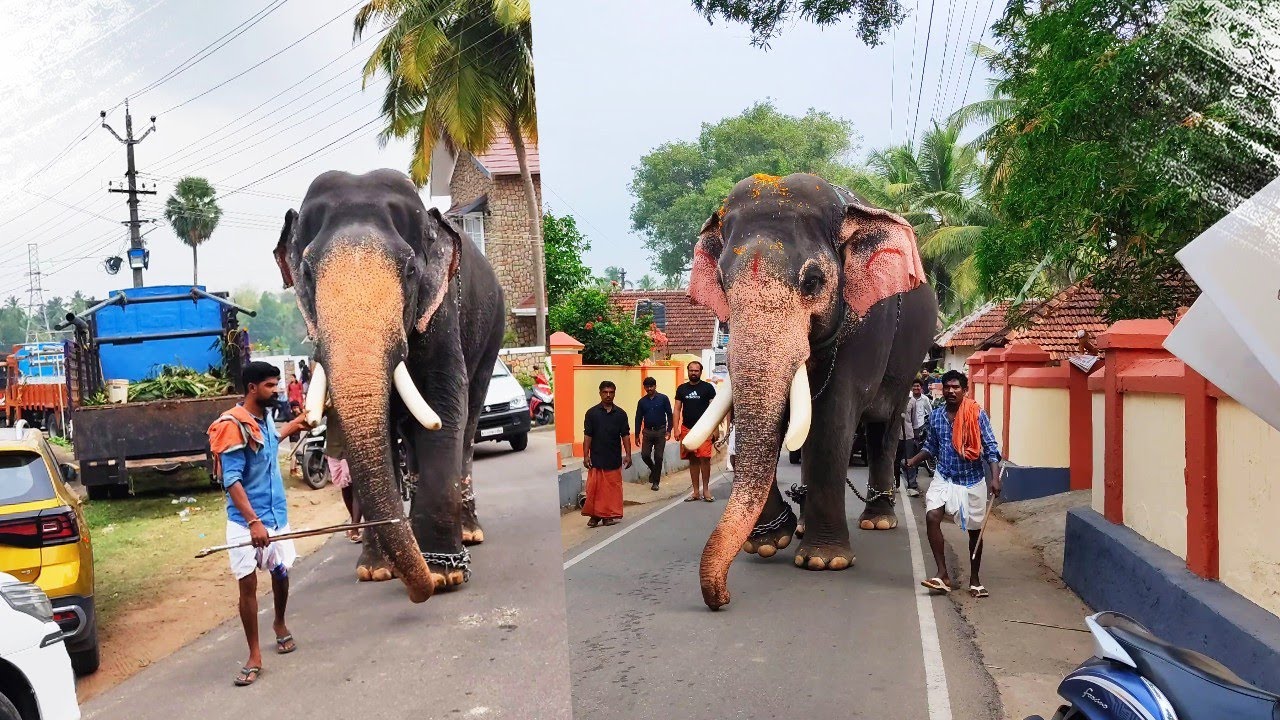 Guvayur Nandan & Pambadi Sundaran Entry At Nenmara Vallangi Vela 2025 | Vallangi Desam