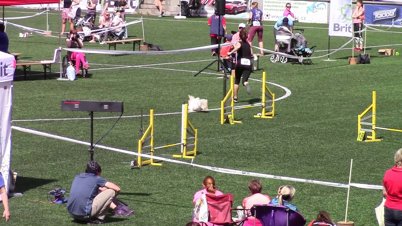 Beatrise - coton de tuléar - AGIrebels - KVALIFIKACE NA MČR AGILITY 2018 LUHAČOVICE
