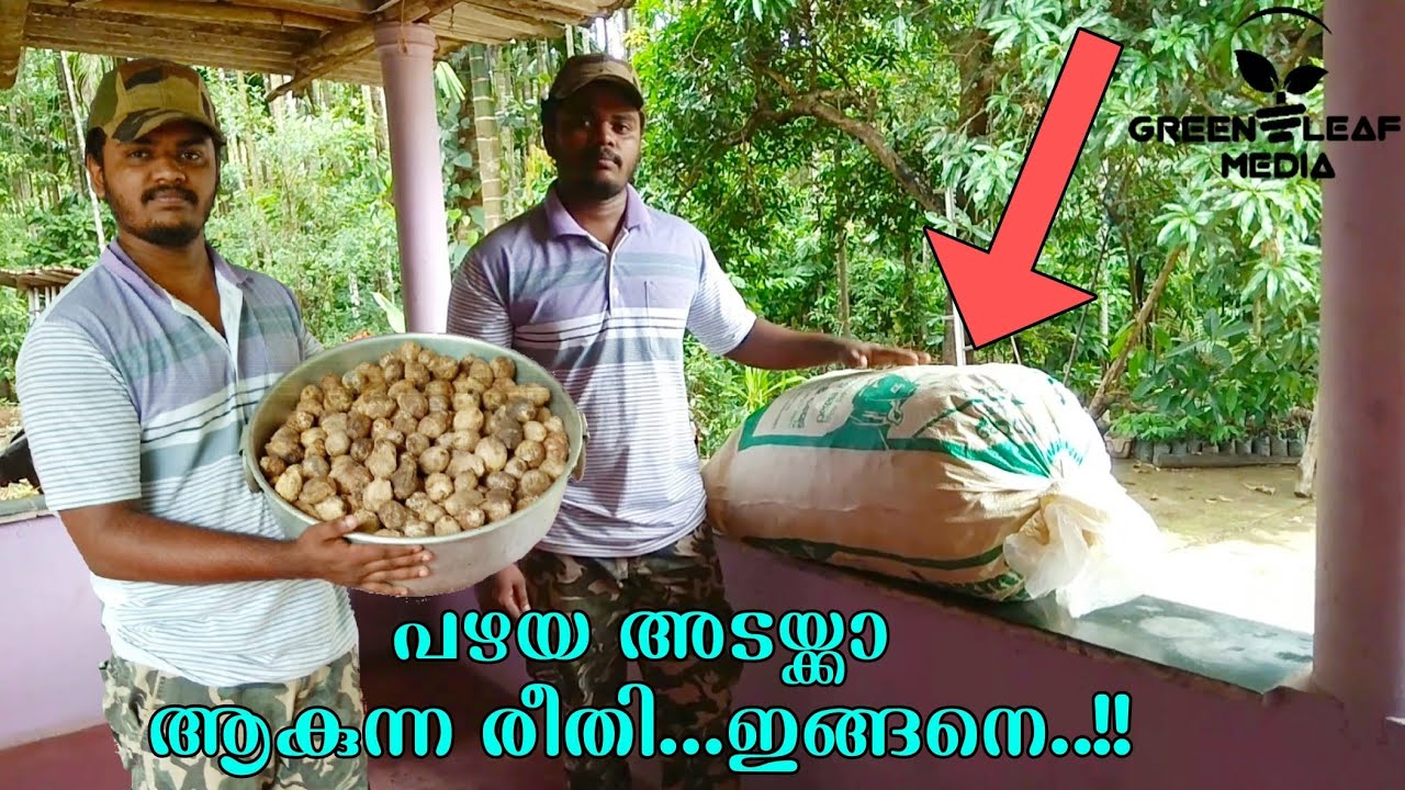 ഉണങ്ങിയ അടയ്ക്ക പഴയഅടക്ക ആക്കുന്നതെങ്ങനെ?? അതിന്റെ രീതി??? ||Old arecanut||