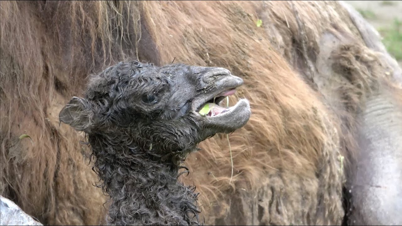 Baby Camel's Very First Moments on Earth!