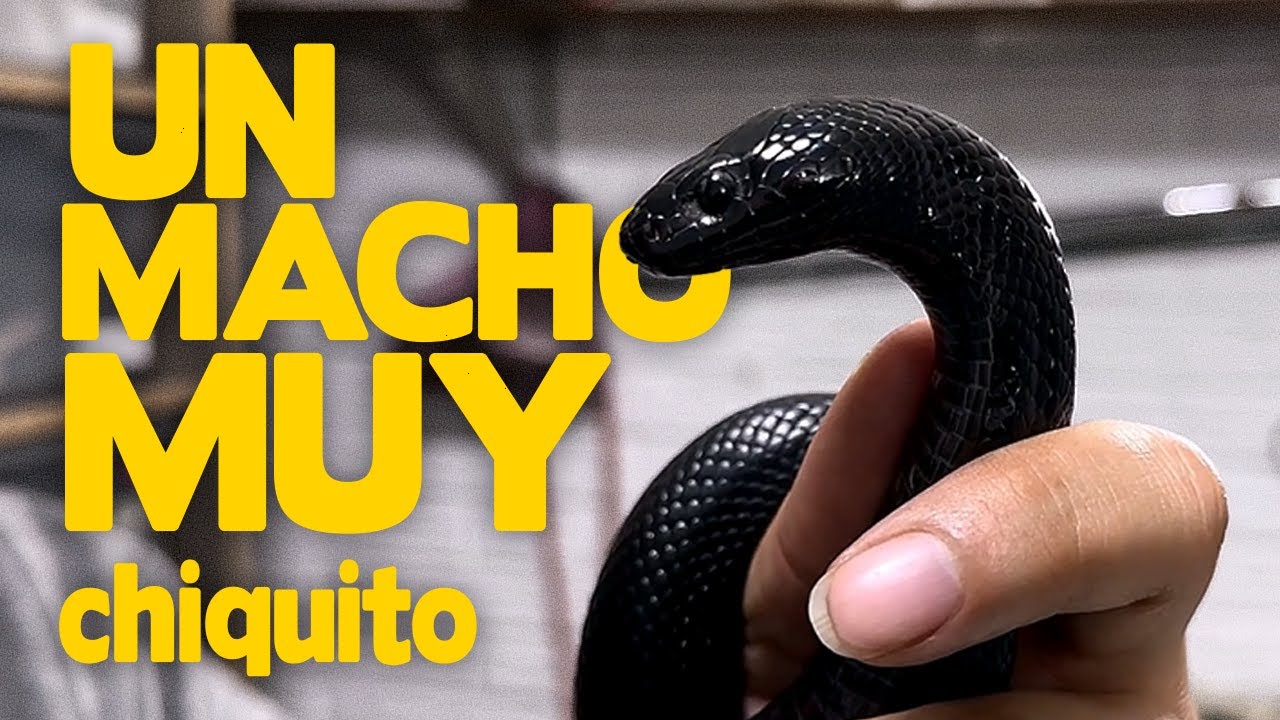 ¿La Cobra Negra MEXICANA?/No Podía Tener PERROS así que TUVE SERPIENTES/LOS MEJORES Aunque les Duela