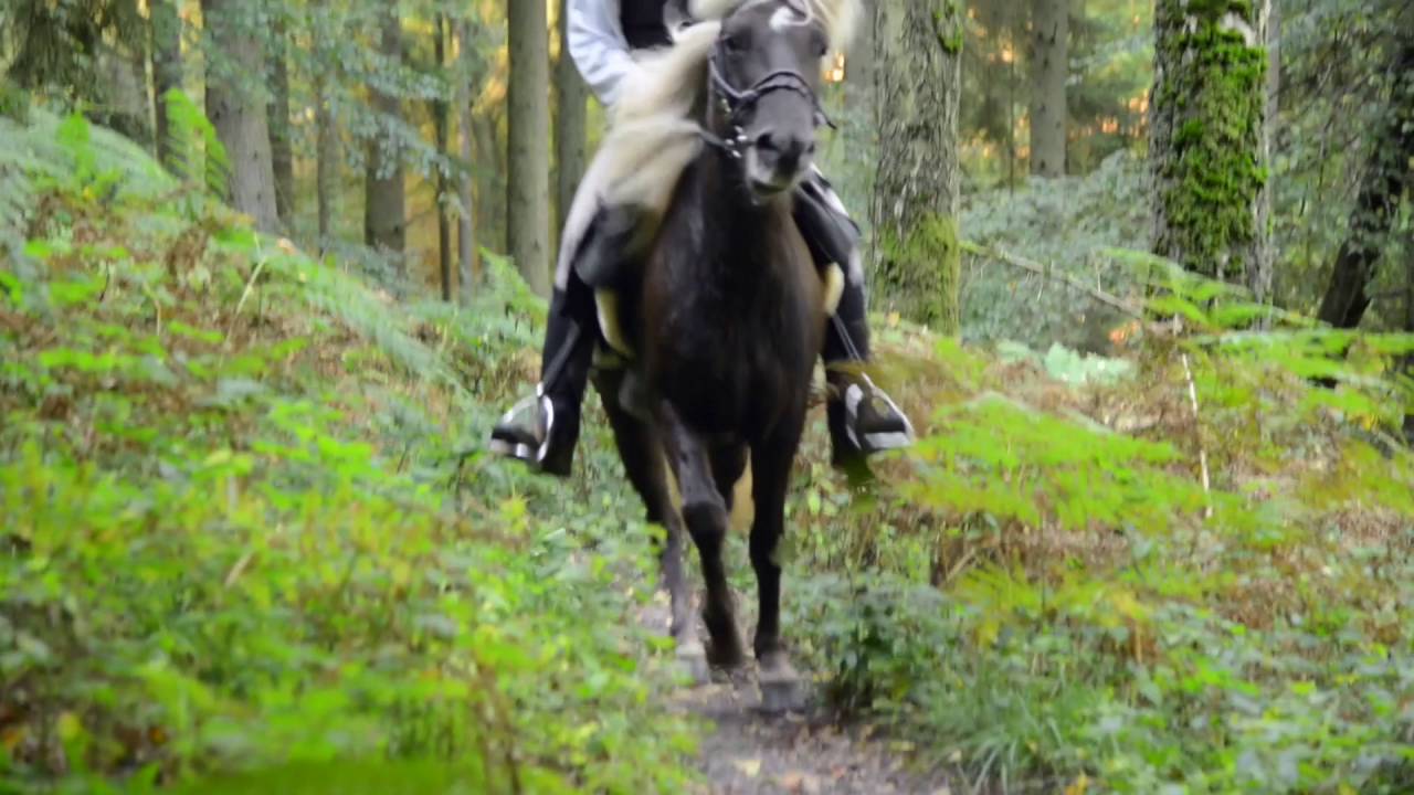 Cross ISI - Isländer Depla vom Hasselhof im Gelände