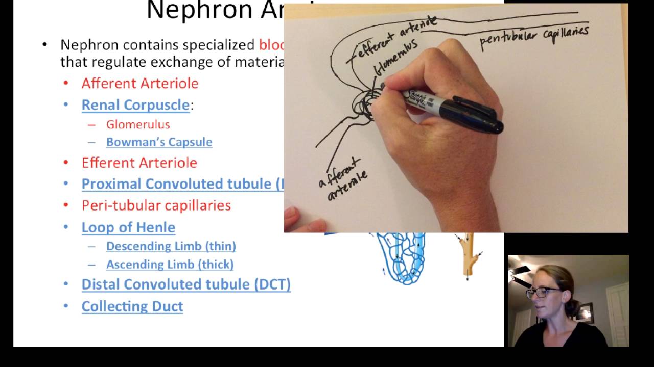 Lecture22 Urinary