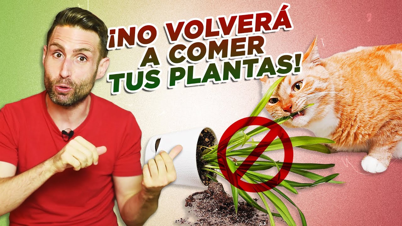 TRUCOS para que TU GATO NO SE COMA TUS PLANTAS 🌱🌸😼