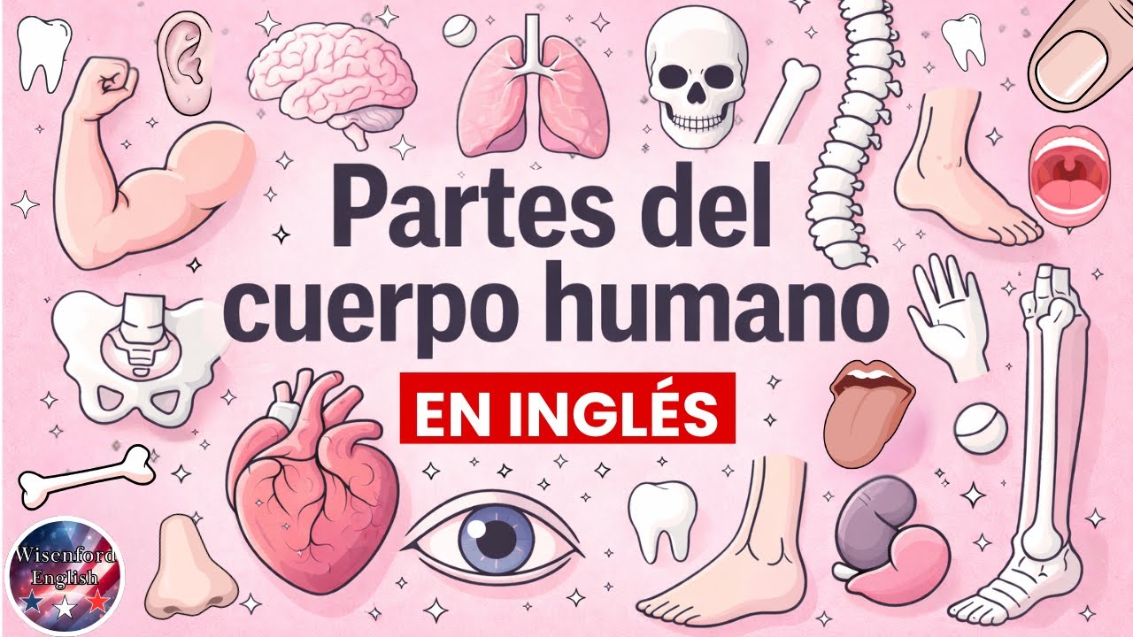 Partes del Cuerpo en Inglés - Body parts in English | Vocabulario esencial 