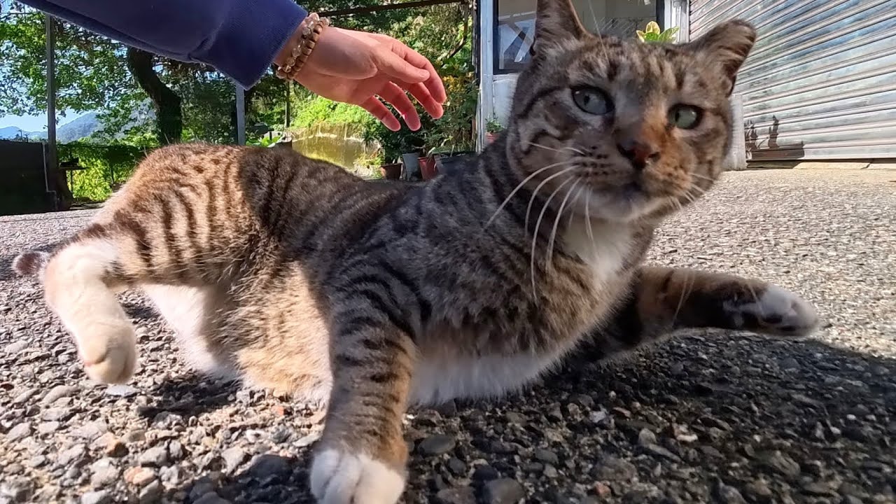 Нежный, ласковый голосок котенка был очарователен, но он преподнес совершенно неожиданный сюрприз 💕
