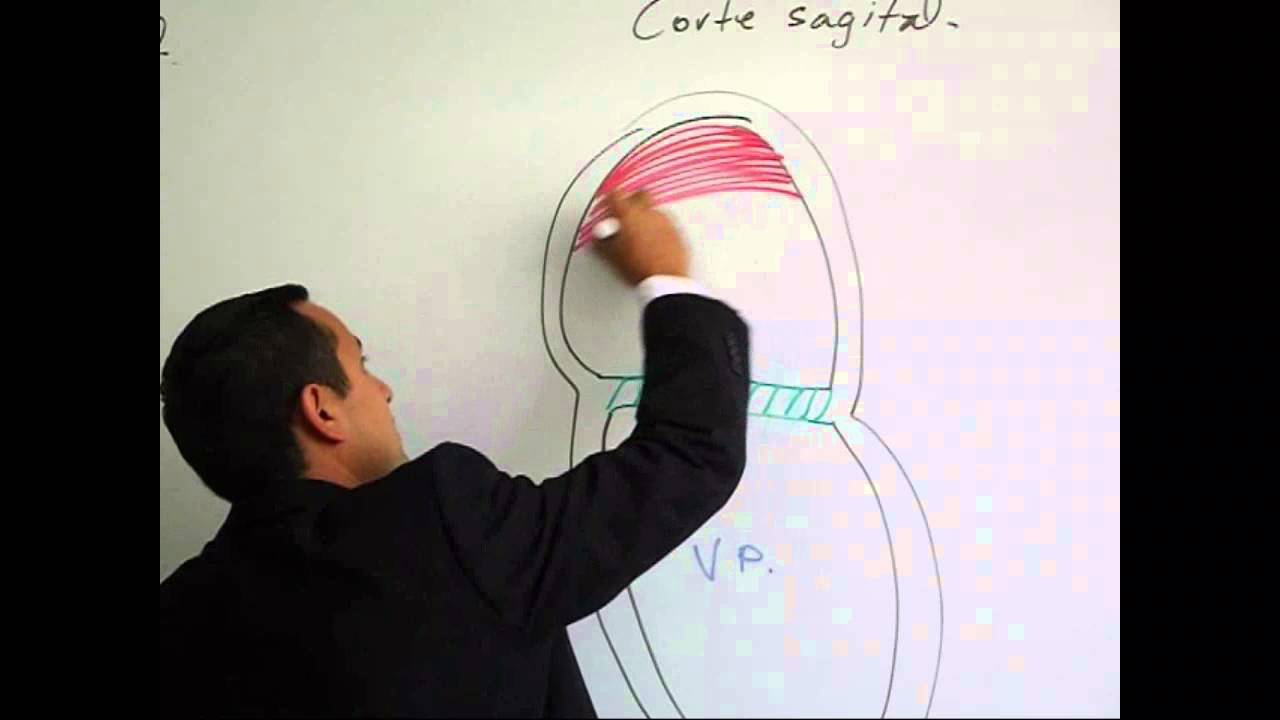 Tabicación Interatrial e Interventricular