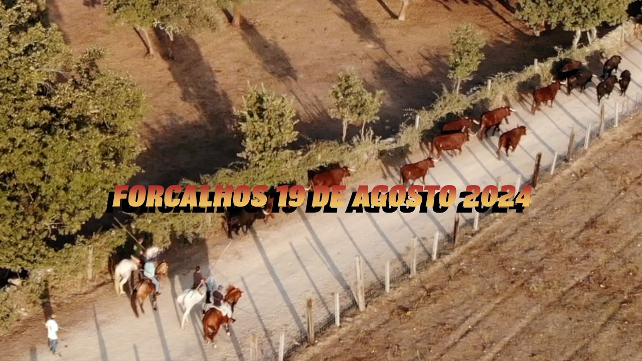 Capeia // Forcalhos  2024