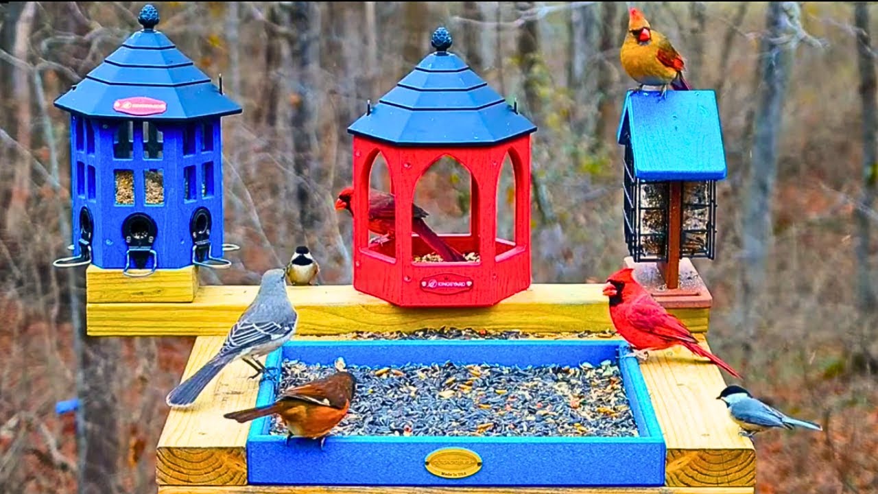 🔴Bird Feeder Cam 24/7 | Non-Stop Action | 💙Blue Jays & Cardinals