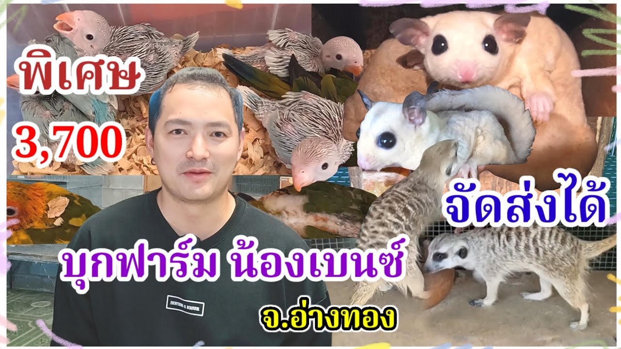 ว๊าว ลดราคาพิเศษ ฟาร์มน้องเบนซ์ จ.อ่างทอง จัดส่งได้ นก เมียร์แคท ชูการ์ไกรเดอร์
