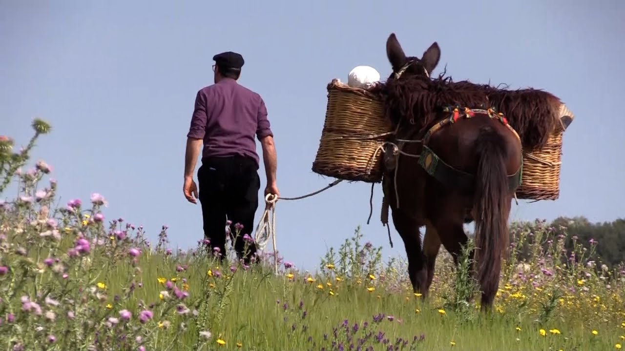 La via del grano rivive a dorso di mulo