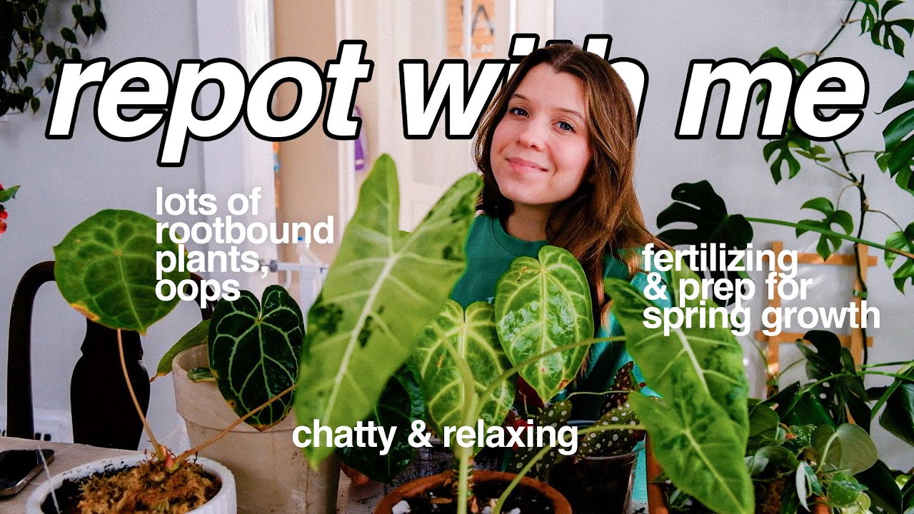 repotting my root-bound plants!! 🪴🐝 springtime prep