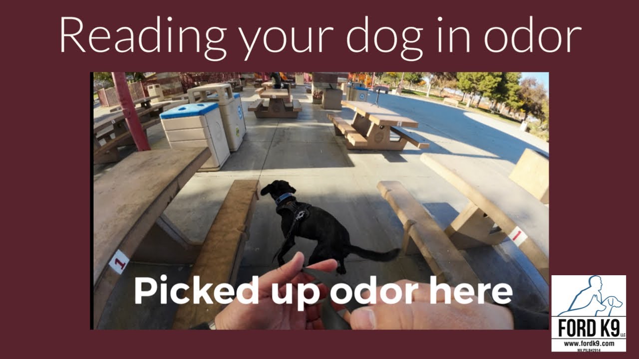 Reading your dog in odor
