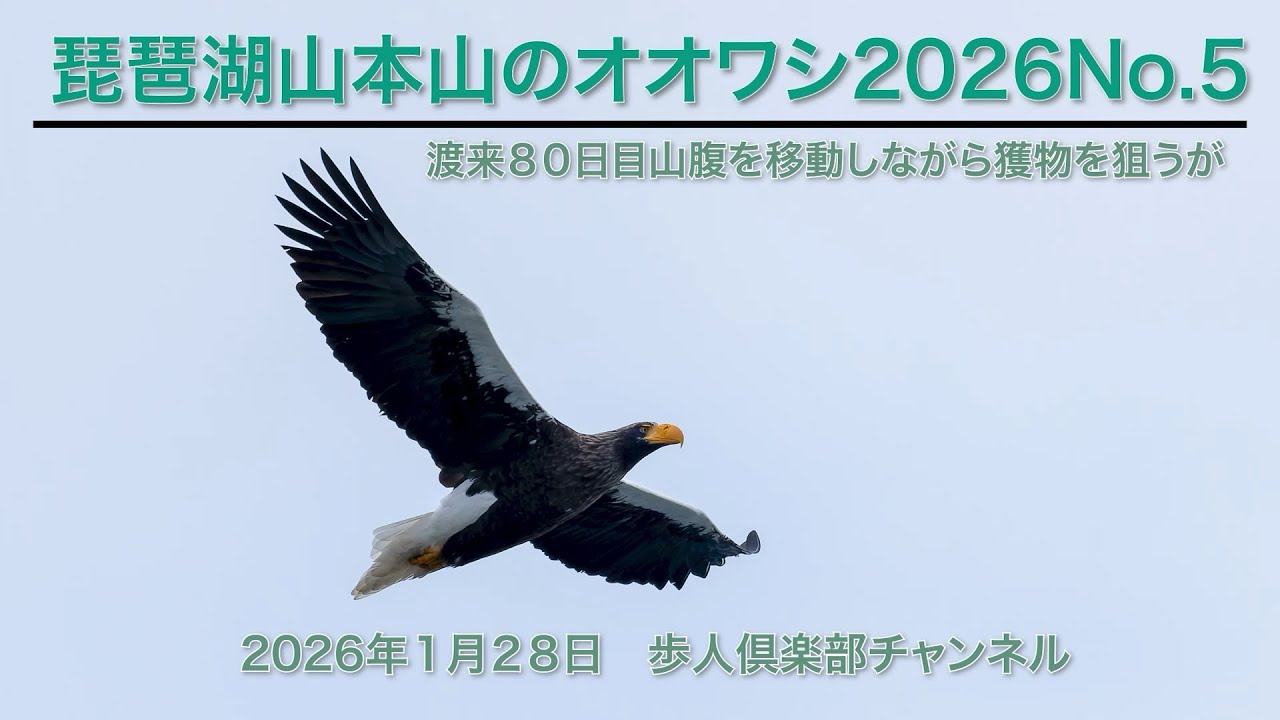 琵琶湖山本山のオオワシ2026No 6 2026年1月28日 渡来80日目　山麓を移動しながら獲物を探す　チョウゲンボウ　ミサゴなど