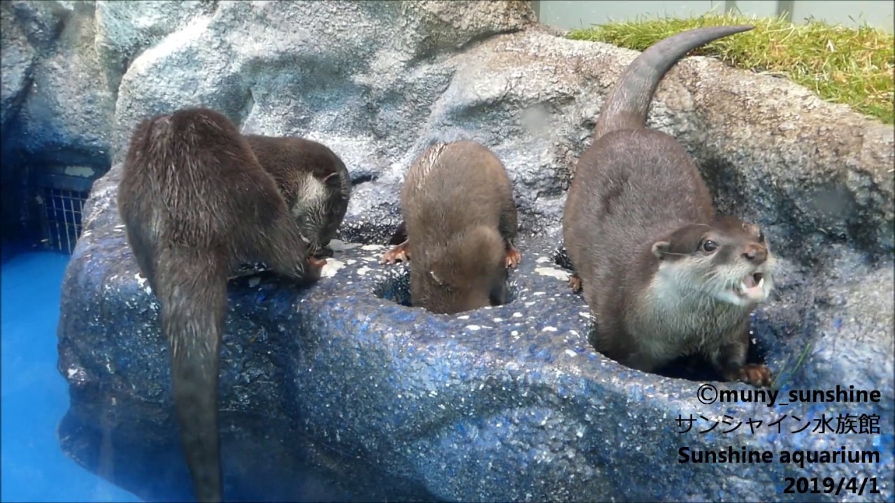 カワウソたちの水辺～マハラジャファミリー朝の風景♪（20190401＠サンシャイン水族館）