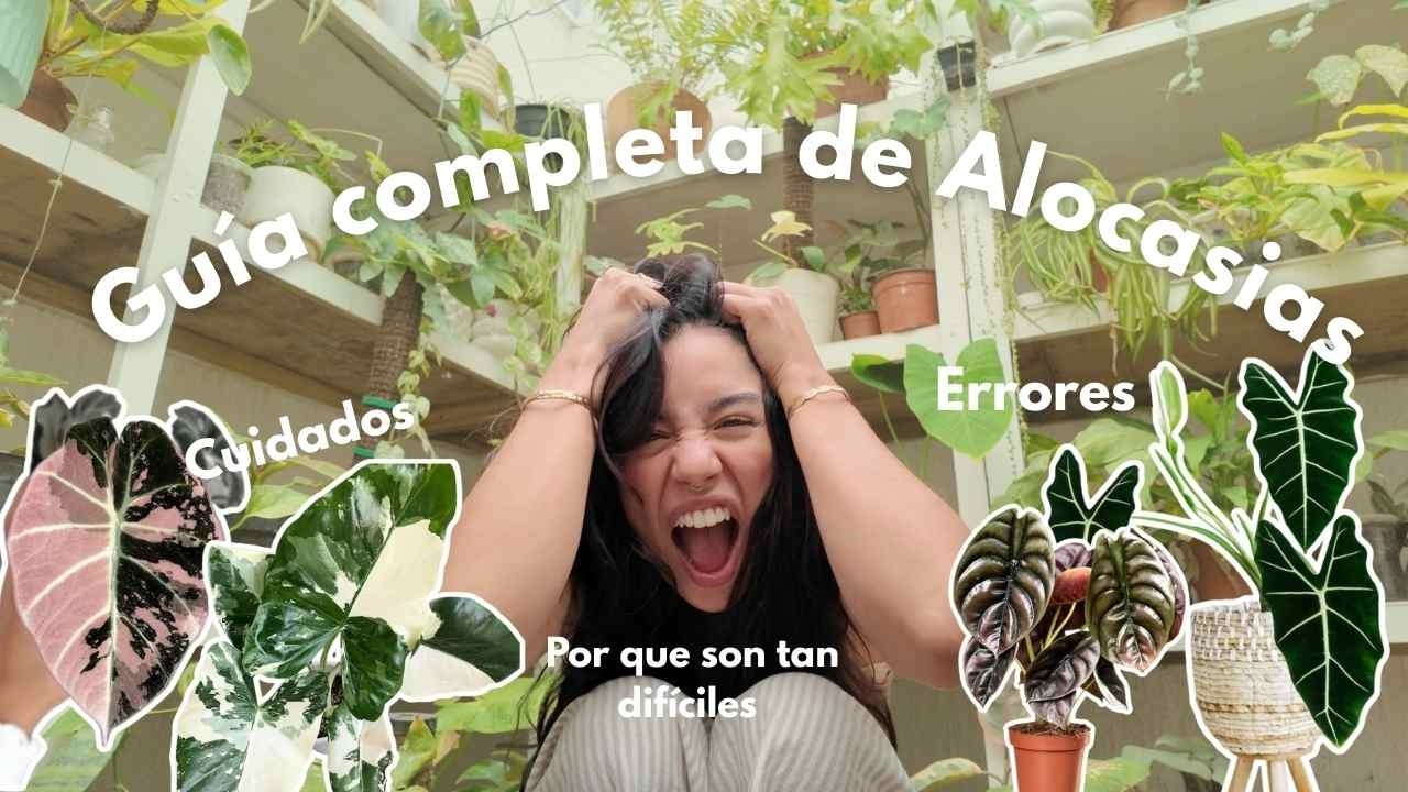 La verdad sobre las Alocasias: lo que nadie te dice I Veyotas