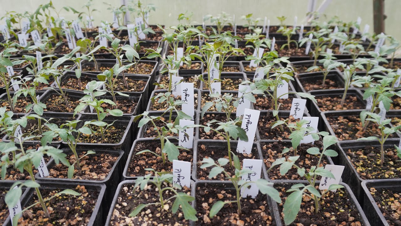 Ideas For What To Prioritize In Your Garden When You're Limited by Time, Space or Money